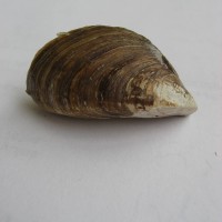 Zebra Mussel